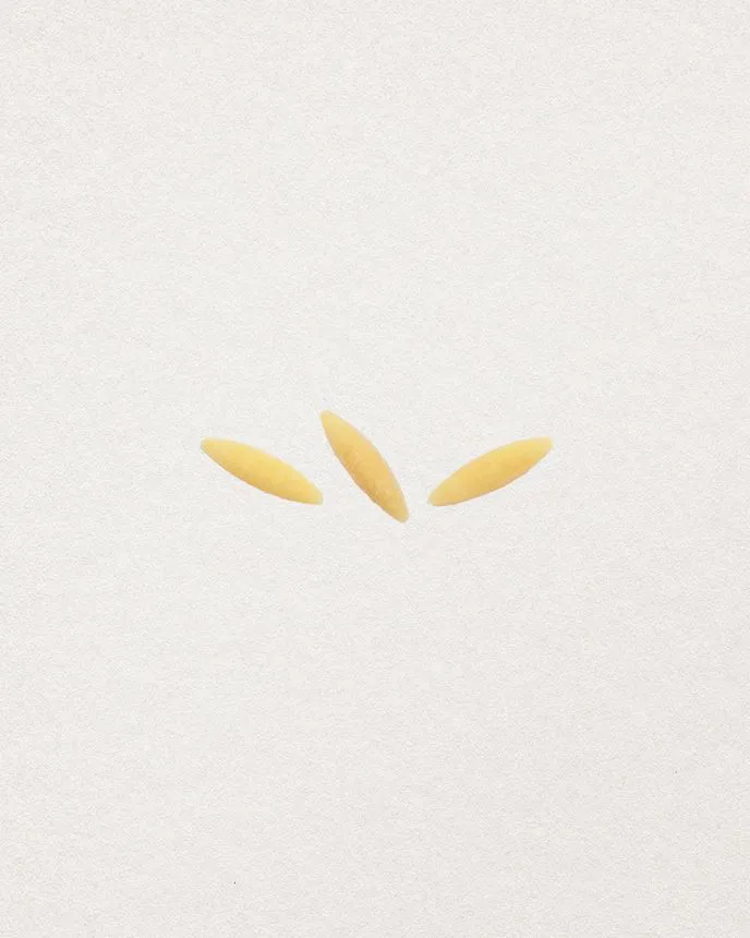 LOT DE 6 ORZO
